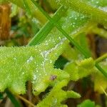 Senecio elegans برگ