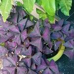 Oxalis triangularis برگ