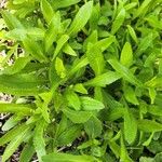 Leucanthemum vulgare Leaf