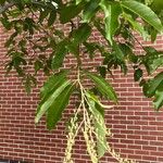 Oxydendrum arboreum Frunză