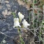 Antirrhinum molle Leaf