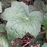 Heuchera micrantha पत्ता