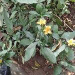 Barleria prionitis Flor