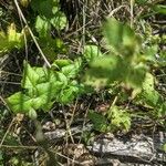 Sanicula canadensis Feuille