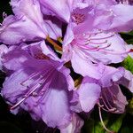 Rhododendron catawbiense Flower