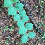 Viburnum lantanoides Leaf