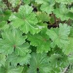 Pelargonium mossambicense Leaf
