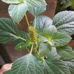 Acalypha aristata Hoja