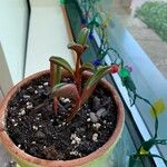 Peperomia graveolens Kvet