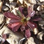 Leontodon hirtus Bloem