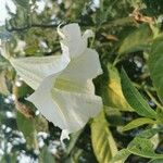 Brugmansia suaveolens Blomst