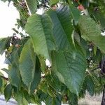 Prunus avium Deilen