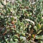 Polygonum maritimum Habitatea