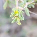 Gymnocarpos decander Blomst