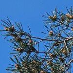 Pinus sylvestris برگ