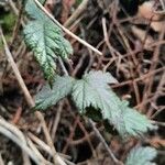 Rubus ursinus Fuelha