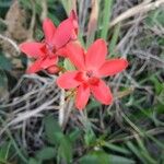 Freesia laxa Flower