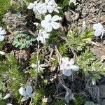 Phlox pulvinata Flower