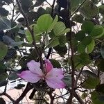 Bauhinia variegata Цветок