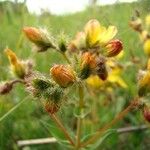 Hypericum barbatum Flors