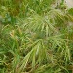 Anisantha tectorum その他の提案