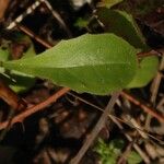 Krigia virginica Leaf