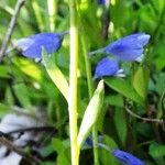 Polygala calcarea Leaf