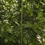Sparattanthelium amazonum Other