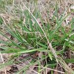 Ornithogalum umbellatumLeaf
