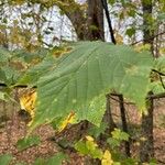 Acer pensylvanicum Leaf