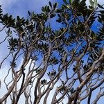 Myodocarpus crassifolius Hábito