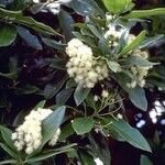 Pimenta dioica 形态