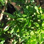 Felicia fruticosa Hoja