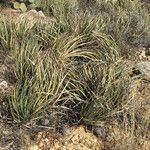 Agave schottii Habitat