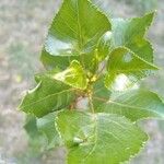 Populus nigra Leaf