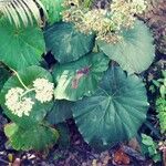 Begonia urophylla Levél