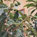 Rhaphiolepis bibasFruit