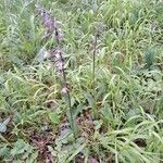 Epipactis palustris Hábito
