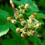 Rubus gratus ഫലം