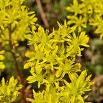 Petrosedum × luteolum