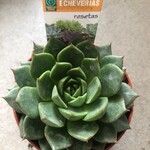 Echeveria purpusiorum Folha