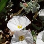 Convolvulus cneorum Flor