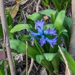 Hyacinthus orientalis Çiçek