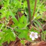 Geranium sibiricum List