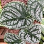 Monstera dubia Ліст