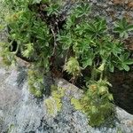 Potentilla nivalis Habit