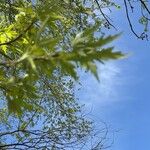 Acer saccharinum Folha