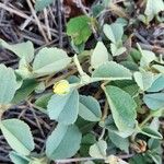 Sida ovata Leaf
