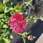Valeriana lecoqii Flower