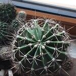 Echinopsis oxygona Otro